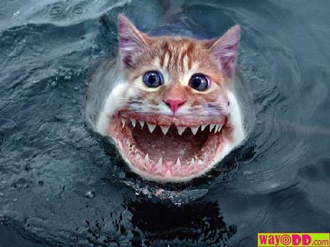 rawr I'm a man eating tigerrrrr! Funny%20cat%20shark