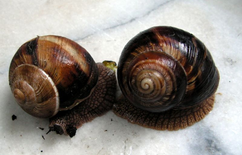 Helix lucorum (Linnaeus, 1758) d'Espagne Heliluco22