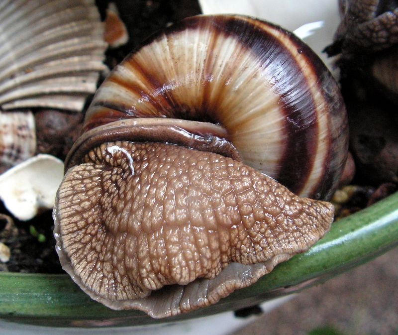 Helix lucorum (Linnaeus, 1758) d'Espagne Heliluco23