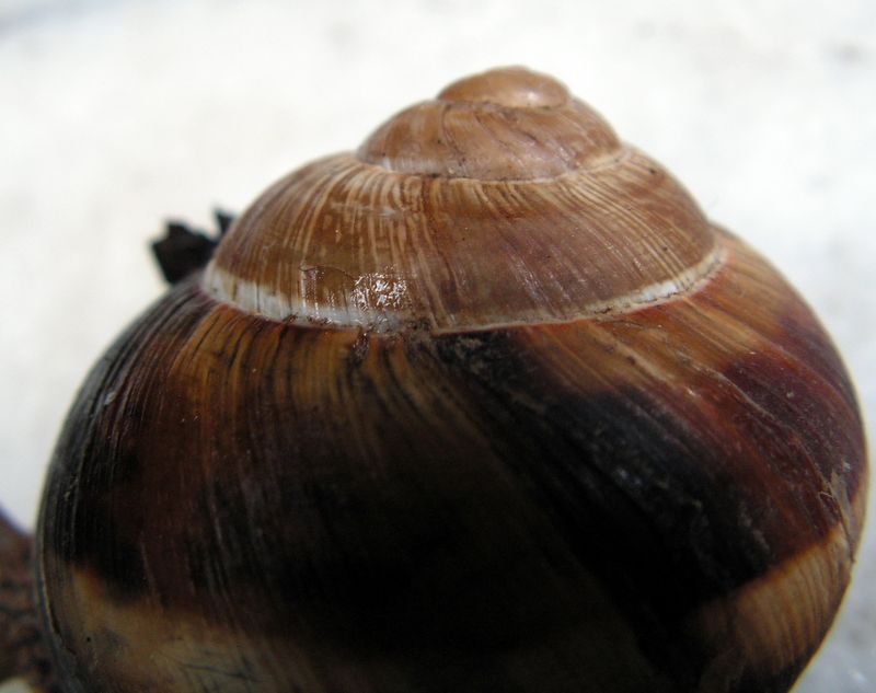 Helix lucorum (Linnaeus, 1758) d'Espagne Heliluco27