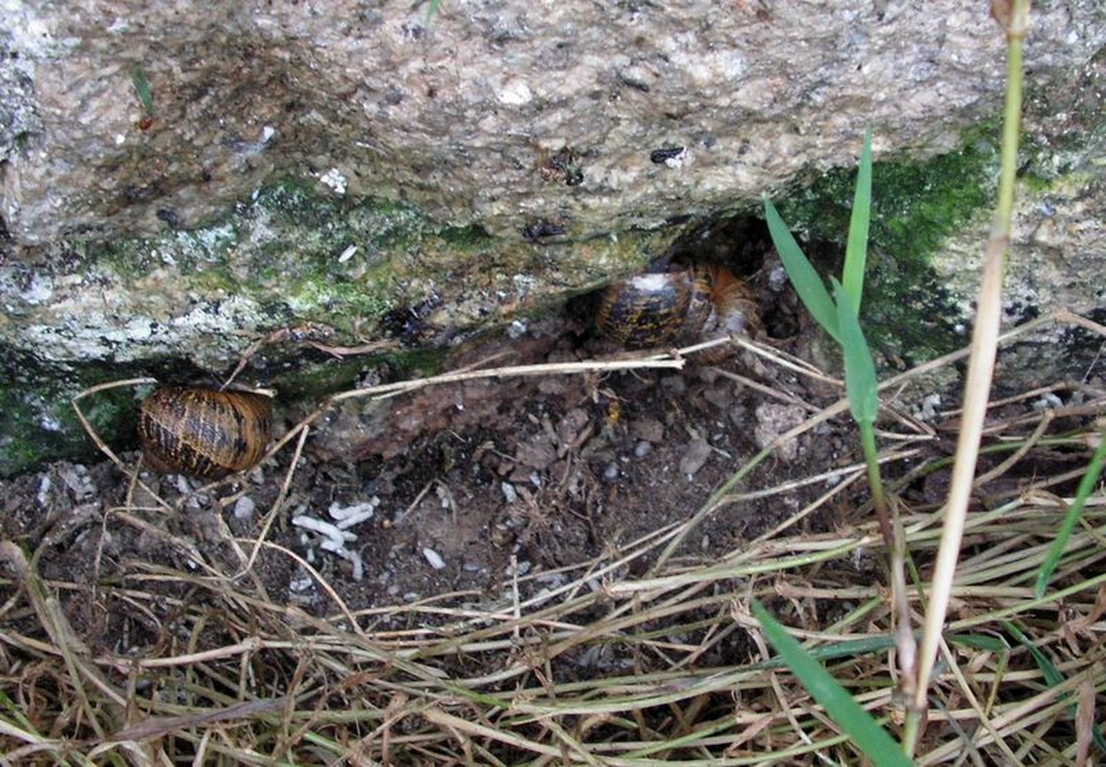 Helix aspersa (Müller, 1774) Heliguis12