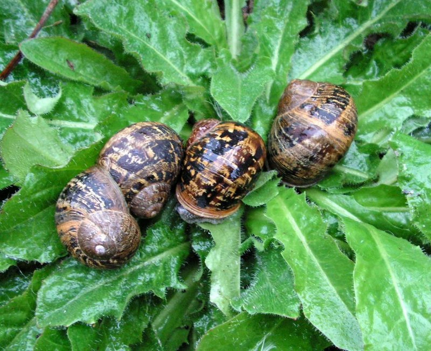 Helix aspersa (Müller, 1774) Heliguis13