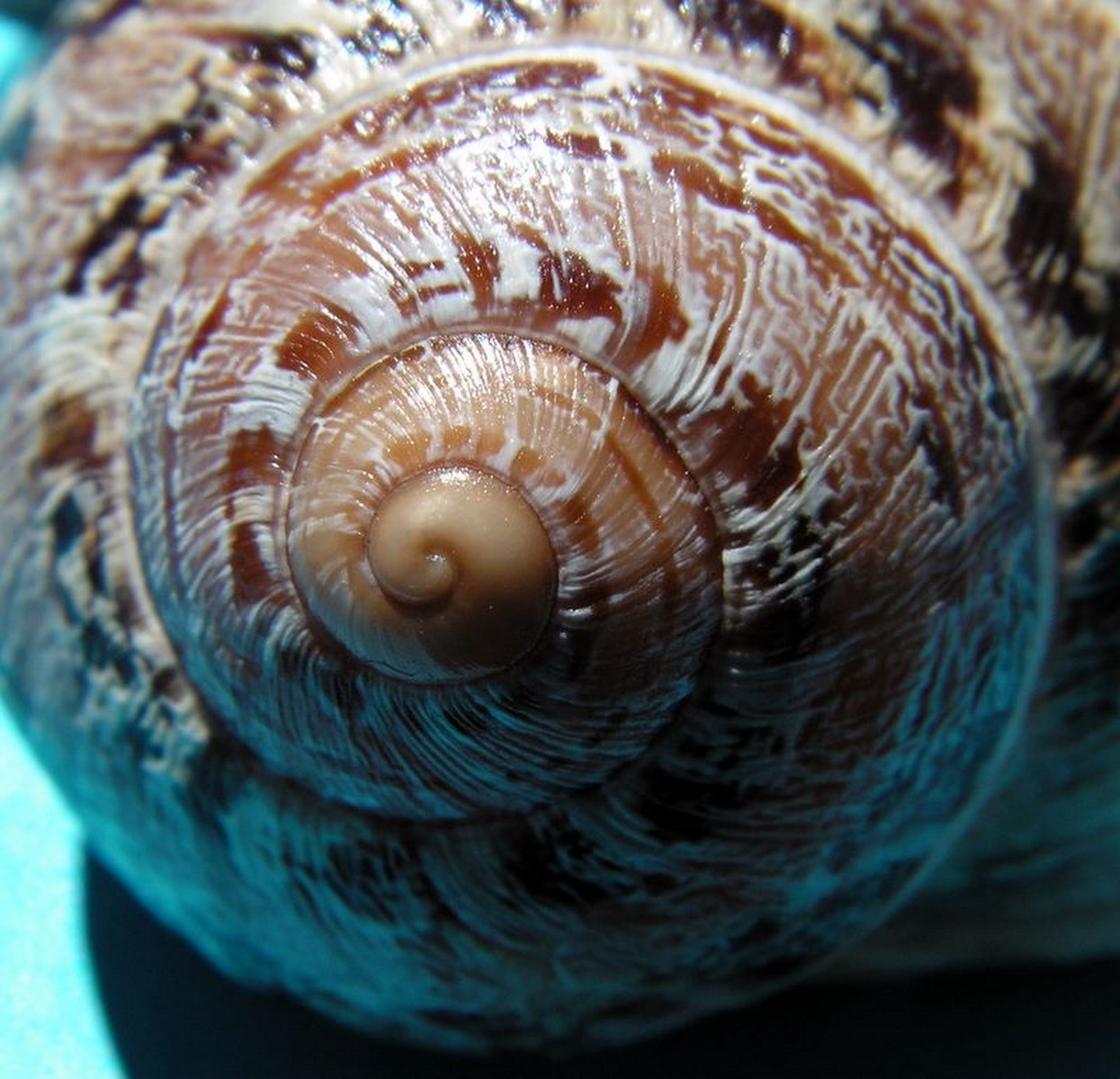 Helix aspersa (Müller, 1774) Helasp11