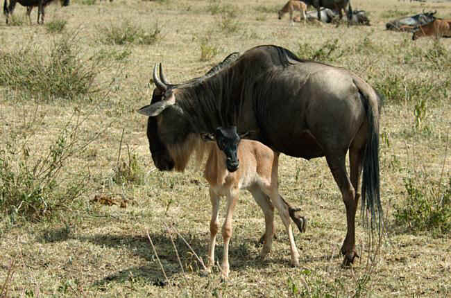 Animaux Sauvages : le gnou GnouT