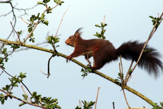 حديقة المنتدى Ecureuil_animaux_acrobaties_jardin_picardie_866912