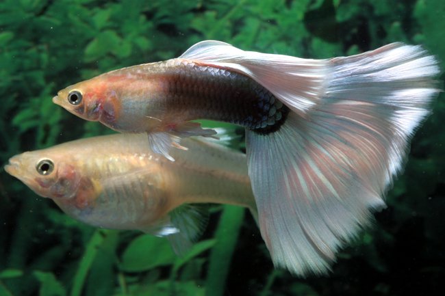 Acquario in appartamento Peces-guppy