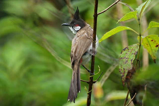 L'oiseau de Martine 30 mai trouvé par Blucat Red-Whiskered%20Bulbul-DSC08170