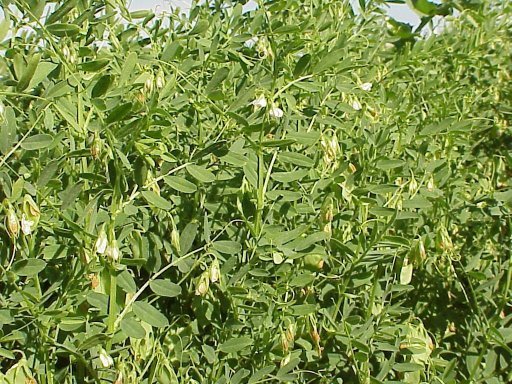 زراعة وانتاج العدس Lentils