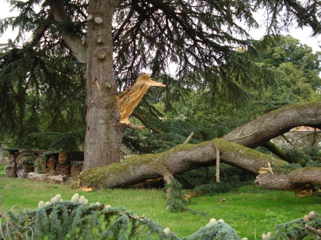 Canada : Un homme meurt écrasé sous un arbre Smqtu33a