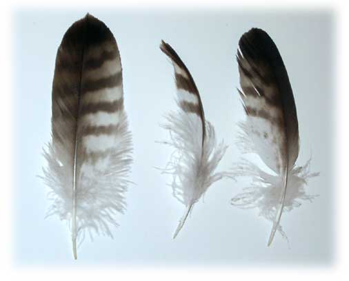 >>>PERJE<<< Feathers_contour