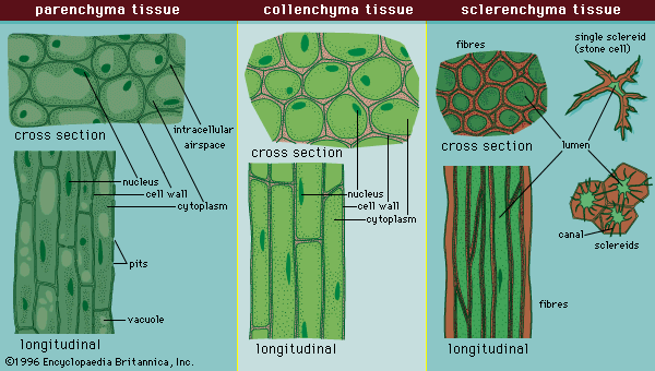 الخلايا البرنشيمية parenchyma cells خلايا رقيقة الجدران.