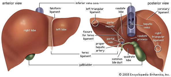 Organ Anatomy 74313-004-31BFAEEC