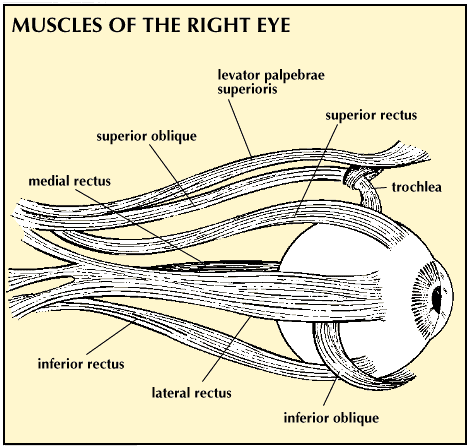 anatomy of horse بالصور 63347-004-610F94B5