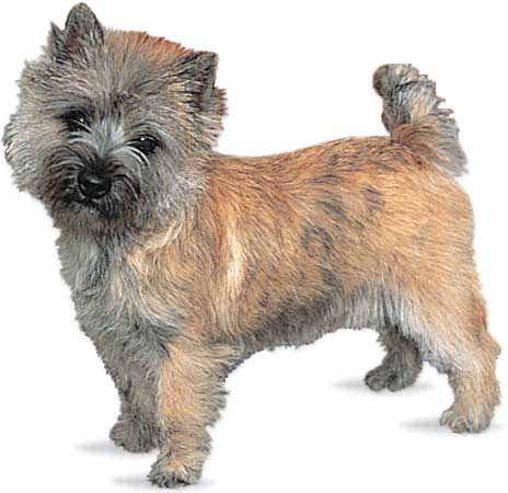 Cairn Terrier 8129-004-6D61635A