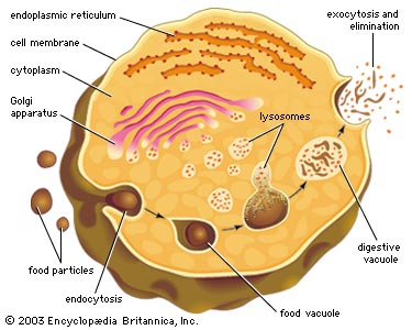 صور طبية هيستولوجى - Histology 8038-004-A29C9C02