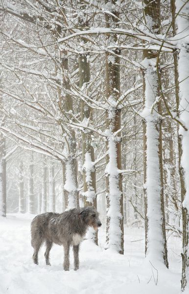 L'Irish Wolfhound 05fc3f55745e3029c1e14b9bf4ac82f8