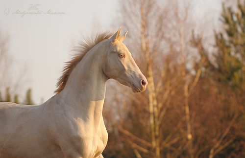 Enorme stock de photos pour GSien déséspéré :P |STOCK| 44b7b2844aea75f5ae6ff7225909240f