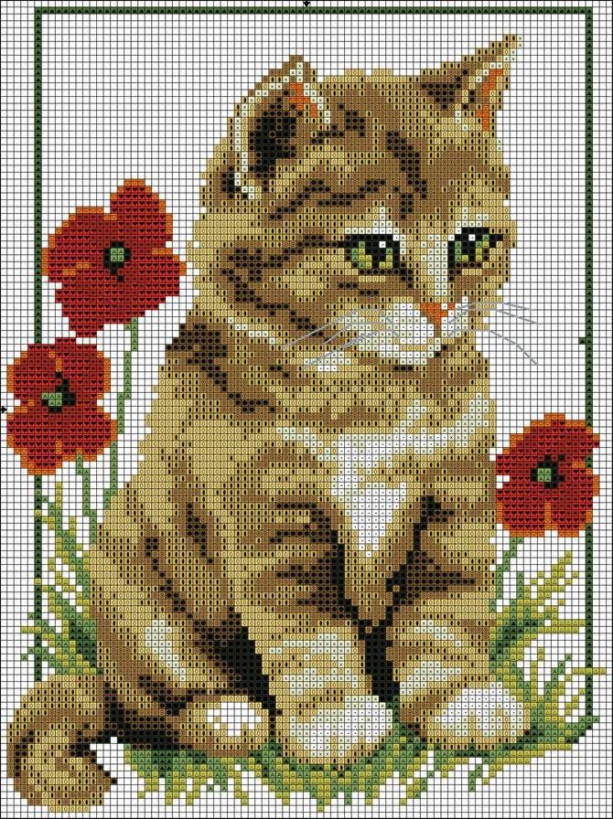 chat aux coquelicots 4aac9dd8053bda2f979dbe31bf459a17