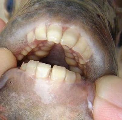 Man catches fish with human-like teeth in Arizona! 6705d89511ac7aafd212a5b06a92b483