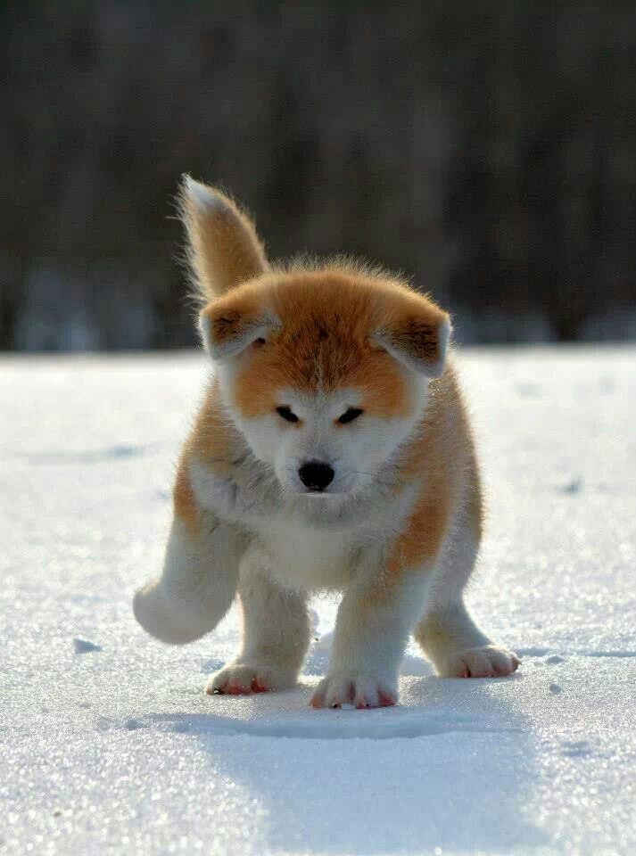 AKITA INU 8959acb5d4552f9a03cb4bbbb6763fba