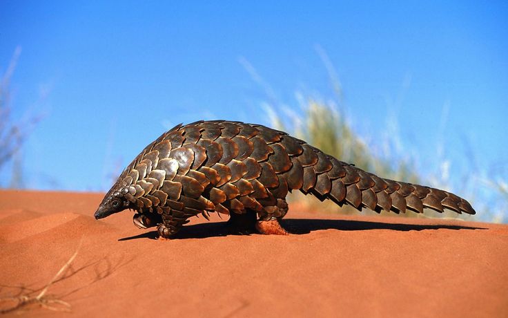 mojo - MOJO 2014- Indian Pangolin 387174 - Page 2 90b210a60a9bacad03a9ab662e6abedd