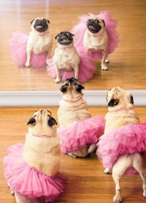 Tutu Adorable!!! - Page 2 A3eba62877d80fac4c0f45515213ac6d