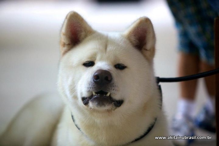 AKITA INU B69b33aceb29ded41d477fb389174a31