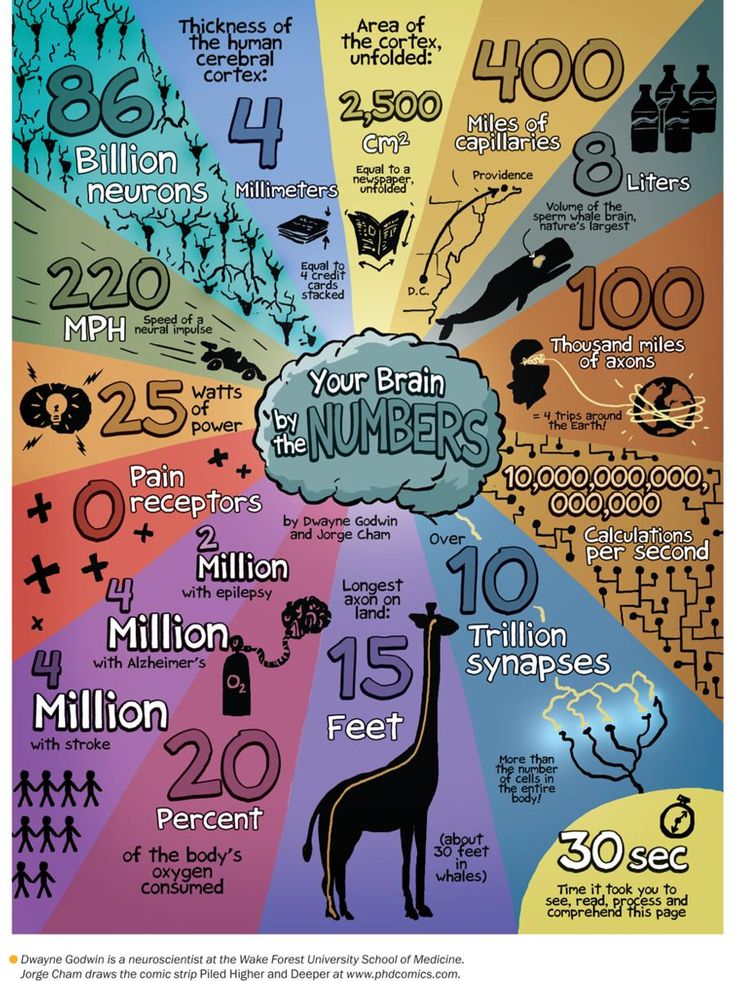 Your Brain By The Numbers Bb3014a61322a4032eb0d5bdde7bdfa1