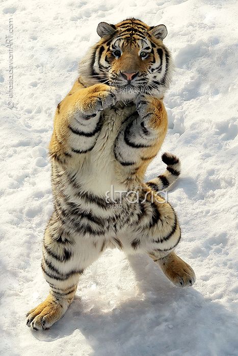 Tiger Crossing, "trop intelligent pour être malheureux ou les tribulations d'un ancien zèbre devenu Tigre" Le retour ! - Page 14 C3b5e016adf2d8da3ee11df94ef172e0