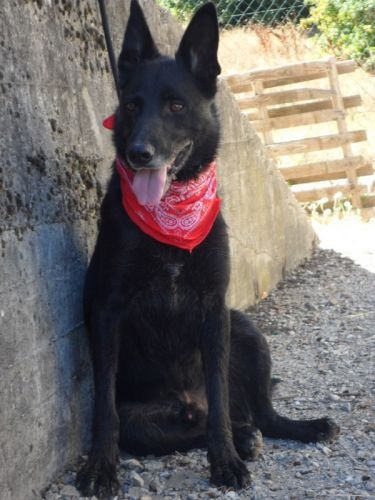 BOOMER - x labrador  7 ans - Chenil refuge de Sisteron (04) 6dc730dca3946f11b83e89bb24926953