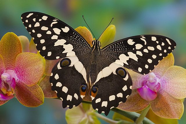 Mariposas del mundo. 374d993b73a1cf44ef27e2a335d2e9d5