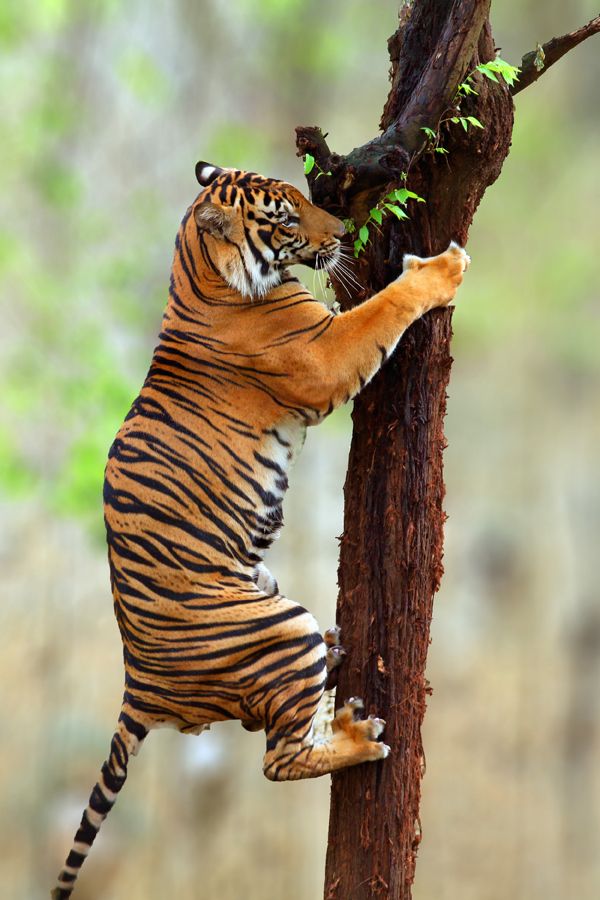 Tiger Crossing, "trop intelligent pour être malheureux ou les tribulations d'un ancien zèbre devenu Tigre"  174ab9660b4fea16b2357c924957822e