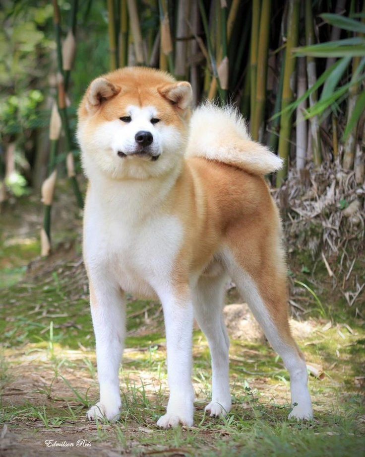 AKITA INU 49423f053f8b812781e8d458c0a96cd5