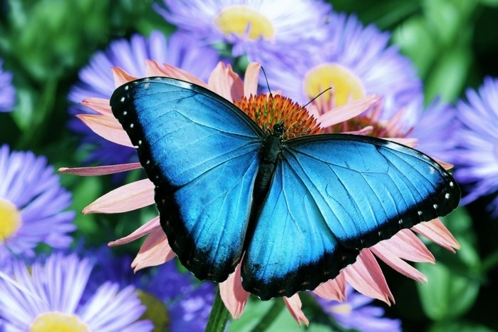 ===Mariposas=== - Página 30 63c51410de06c22aade14629b7bbc085