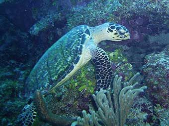 Our Beautiful Great Barrier Reef! 85fb8720bc49b23fd6fbde05d44cca1b