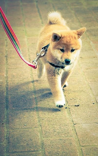 Le Shiba Inu 8f772af1aa8c4f1b77f1896208991bfe