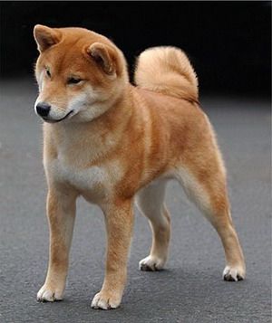 Le Shiba Inu 9fc626bac717708e1b2aca5337cb90ea