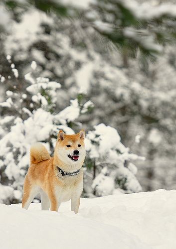 Le Shiba Inu A5d9c7098b275a60d8251975910f8c79