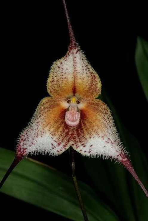   : Funny  orchids F81dec406b30a395b7c94ca9f7be89bb