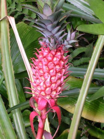 Qualcuno ha una gomma? - Pagina 5 Pink-pineapple-wow