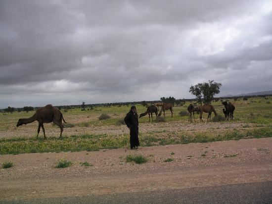 من أجمل مدن المغرب مدينة أكادير Camel-with-master