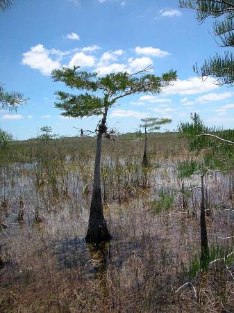 Everglades National Park. Everglades-national-park