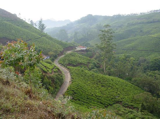جزيره كوتشي الهنديه Tea-plantations-munnar