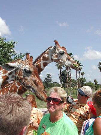 fotos - Para los muchachitos que monitorean el Foro...(Fotos) - Página 8 Feeding-the-giraffes