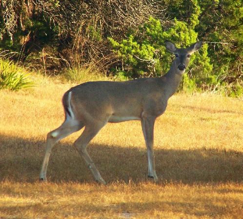 Our hooves are cloven, not normal Blanco-whitetail-doe