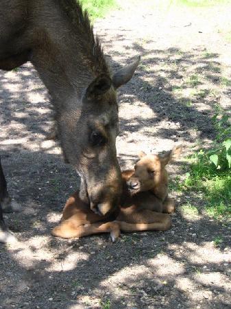 استكهولم من اجمل مدن العالم Moose-at-skansen