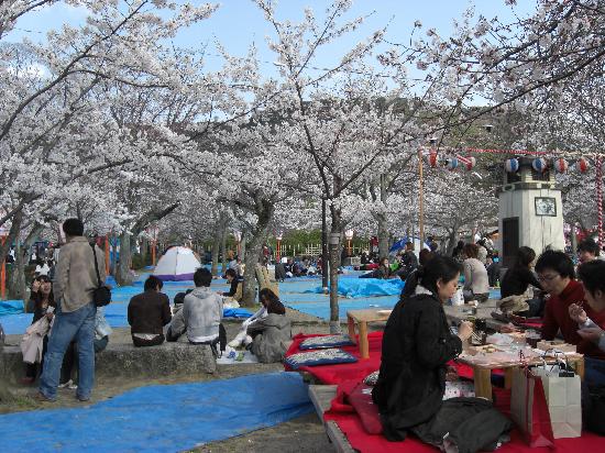 Festival Sakura 桜 Hanami 花見 Hanami-lunch