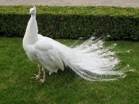 صور الطاووس الابيض A-white-peacock-in-the