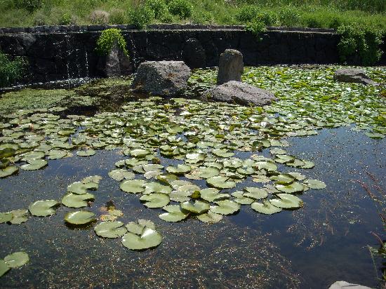 Tvenkinukai varlytėm Pond-with-some-frogs