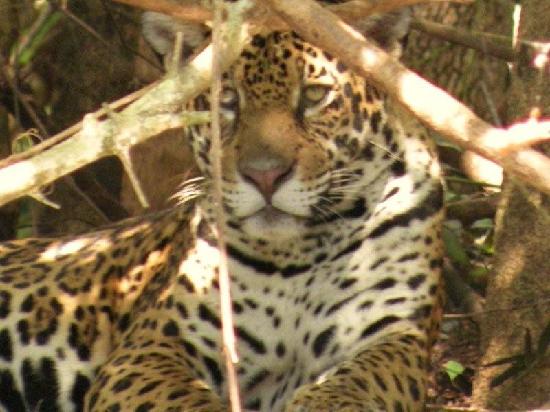 الأمازون ثروة طبيعية استثنائية Jaguar-onca-pintada